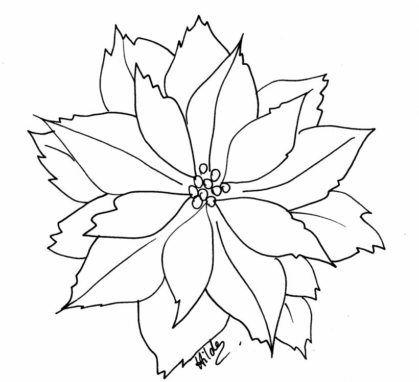 Poinsettia Coloring Book Flower Christmas Clip Art, PNG, 1393x1274px, Poinsettia, Adult, Area, Artwork, Black And White Download Free