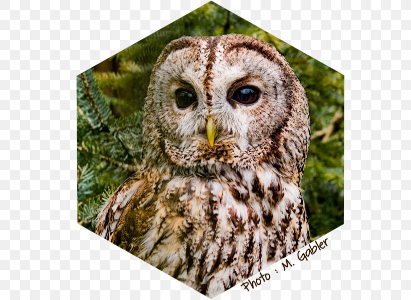 Tawny Owl True Owl Great Grey Owl Elf Owl Screech Owl, PNG, 600x600px, Tawny Owl, Animal, Barn Owl, Beak, Bird Download Free