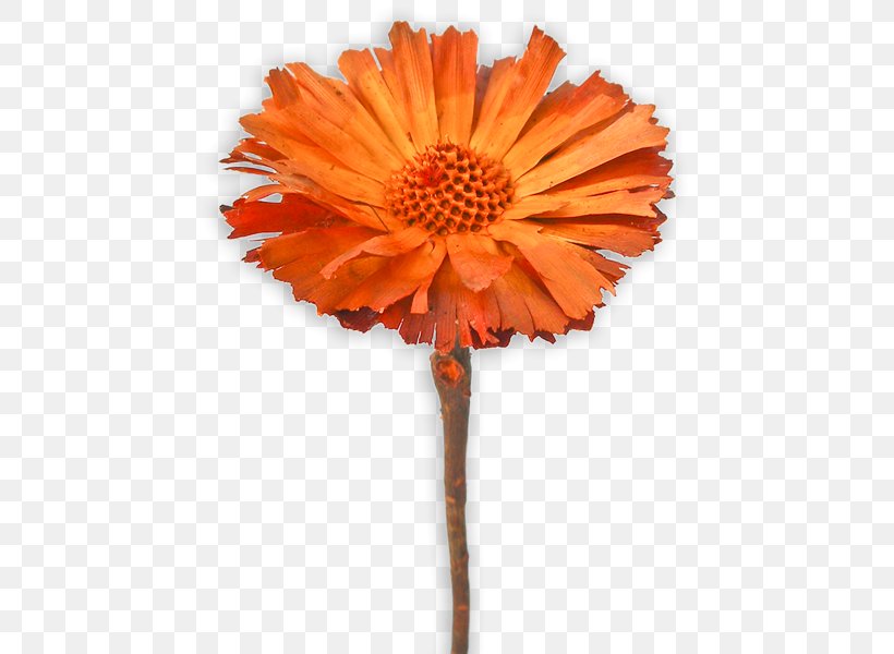 Transvaal Daisy Cut Flowers Plant Stem Petal, PNG, 600x600px, Transvaal Daisy, Cut Flowers, Daisy Family, Flower, Flowering Plant Download Free