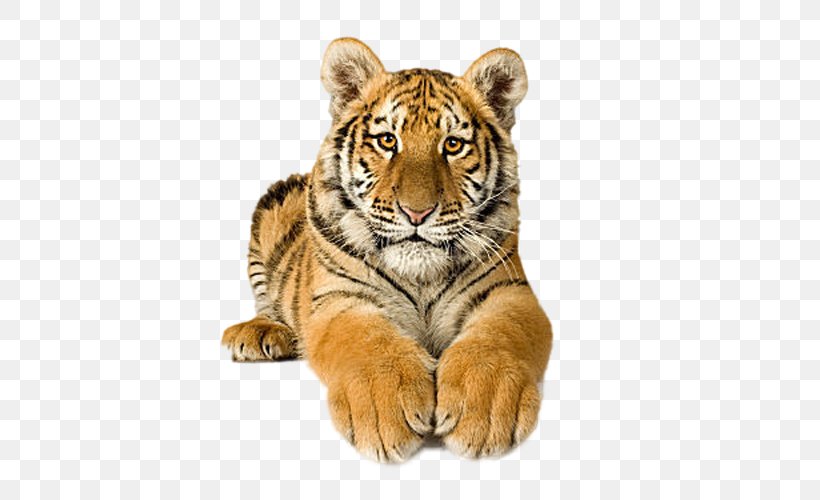Cat Bengal Tiger Siberian Tiger Clip Art, PNG, 500x500px, Cat, Bengal Tiger, Big Cats, Carnivoran, Cat Like Mammal Download Free