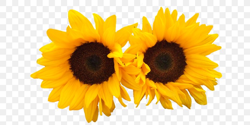 Common Sunflower Reiki III: A Realização Bloemisterij, PNG, 640x412px, Common Sunflower, Bloemisterij, Daisy Family, Flower, Flowering Plant Download Free