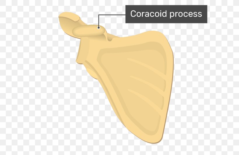 Coracoid Process Glenoid Cavity Scapula Acromion, PNG, 770x533px, Coracoid Process, Acromion, Anatomy, Bone, Coracoid Download Free