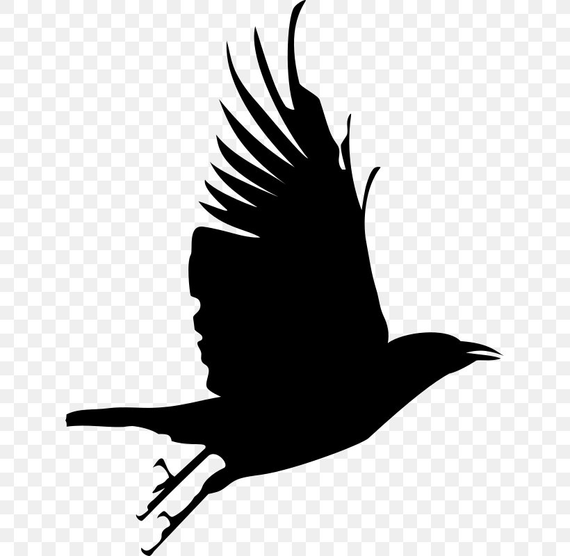 Crows Bird Clip Art, PNG, 631x800px, Crows, Art, Beak, Bird, Bird Of Prey Download Free
