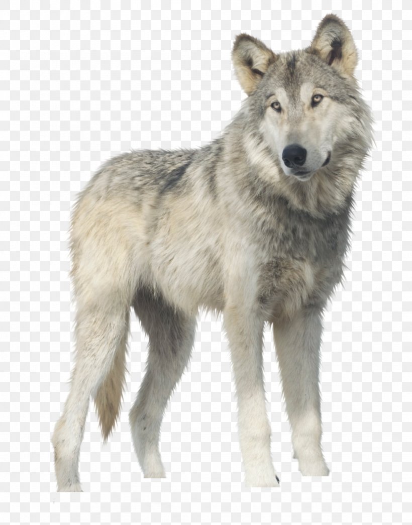 Gray Wolf Clip Art, PNG, 1024x1305px, Arctic Wolf, Canis Lupus Tundrarum, Coyote, Czechoslovakian Wolfdog, Dog Like Mammal Download Free