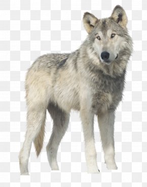 Wolf Images, Wolf Transparent PNG, Free download