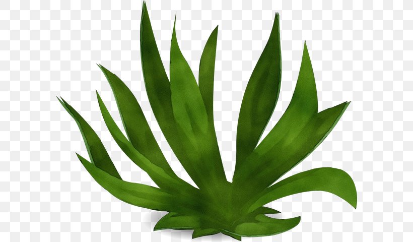 Aloe Vera Leaf, PNG, 598x480px, Watercolor, Agave, Agave Azul, Agave Tequilana, Aloe Download Free