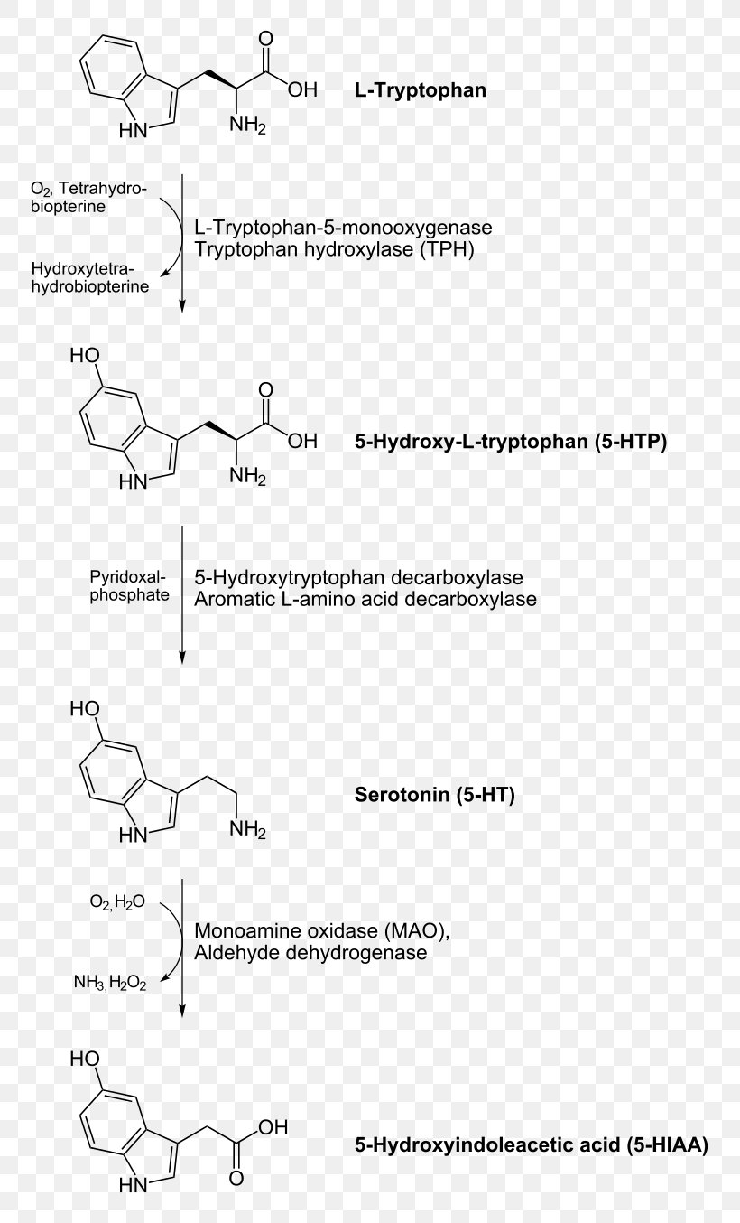 Aromatic L-amino Acid Decarboxylase Decarboxylation Serotonin Dopamine Levodopa, PNG, 789x1354px, Aromatic Lamino Acid Decarboxylase, Amino Acid, Area, Aromatic Amino Acid, Black And White Download Free