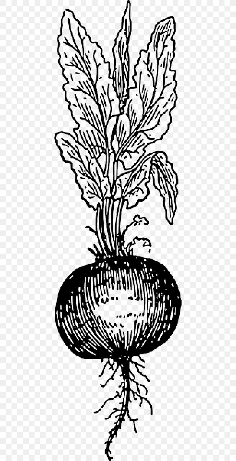 Beetroots Drawing Clip Art Vegetable, PNG, 800x1600px, Beetroots, Blackandwhite, Borscht, Botany, Chard Download Free