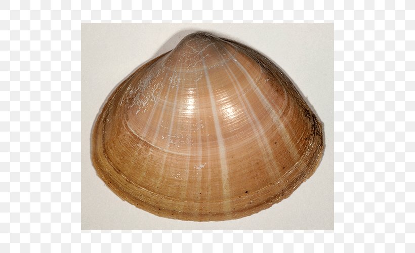 Cockle Veneroida Clam Tellinidae /m/083vt, PNG, 500x500px, Cockle, Baltic Clam, Caramel Color, Clam, Clams Oysters Mussels And Scallops Download Free