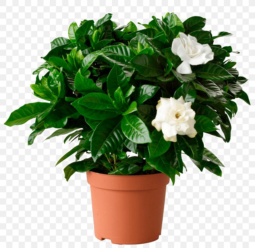 Cape Jasmine Houseplant Flowerpot Shrub, PNG, 800x800px, Cape Jasmine, Cut Flowers, Evergreen, Fittonia, Flower Download Free