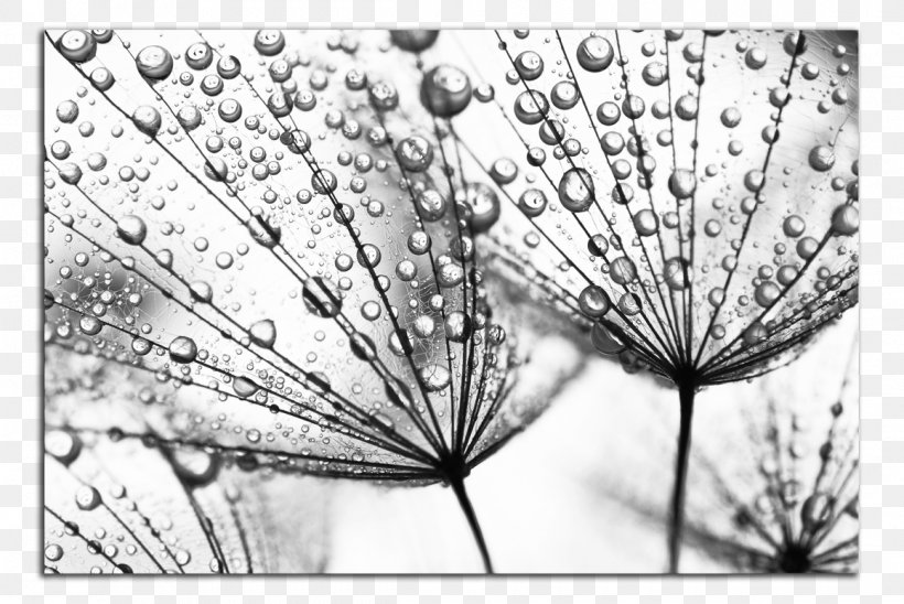 Common Dandelion Fototapeta Seed Flower Dew, PNG, 1160x776px, Common Dandelion, Allegro, Black And White, Close Up, Dandelion Download Free