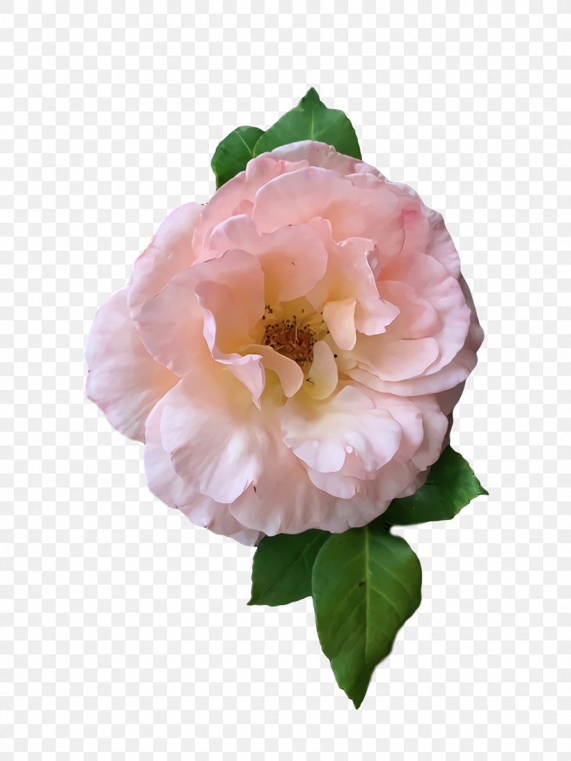 Garden Roses, PNG, 1080x1440px, Cabbage Rose, Biology, Cut Flowers, Floribunda, Flower Download Free