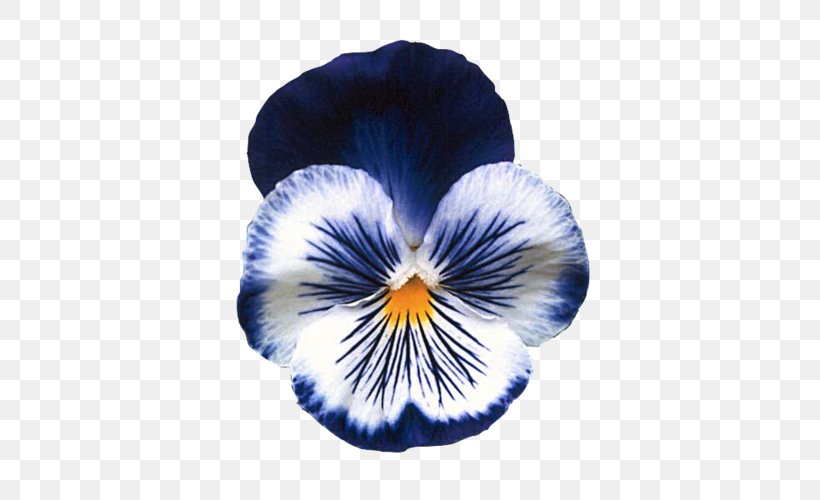 Pansy Flower Garden Seed Annual Plant, PNG, 500x500px, Pansy, Annual Plant, Blue, Bonsai, Cobalt Blue Download Free