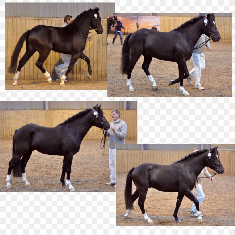 Stallion Mustang Colt New Forest Pony, PNG, 1050x1050px, Stallion, Bridle, Colt, Description, Halter Download Free