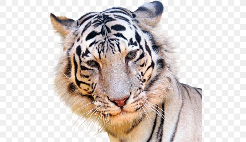 Tiger Gfycat, PNG, 528x475px, Tiger, Animaatio, Avatar, Big Cats, Blingee Download Free
