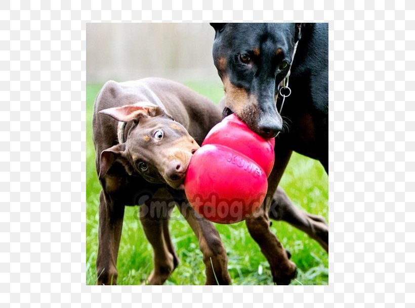 Dog Toys Amazon.com Pet, PNG, 610x610px, Dog, Amazoncom, Ball, Chew Toy, Chewing Download Free