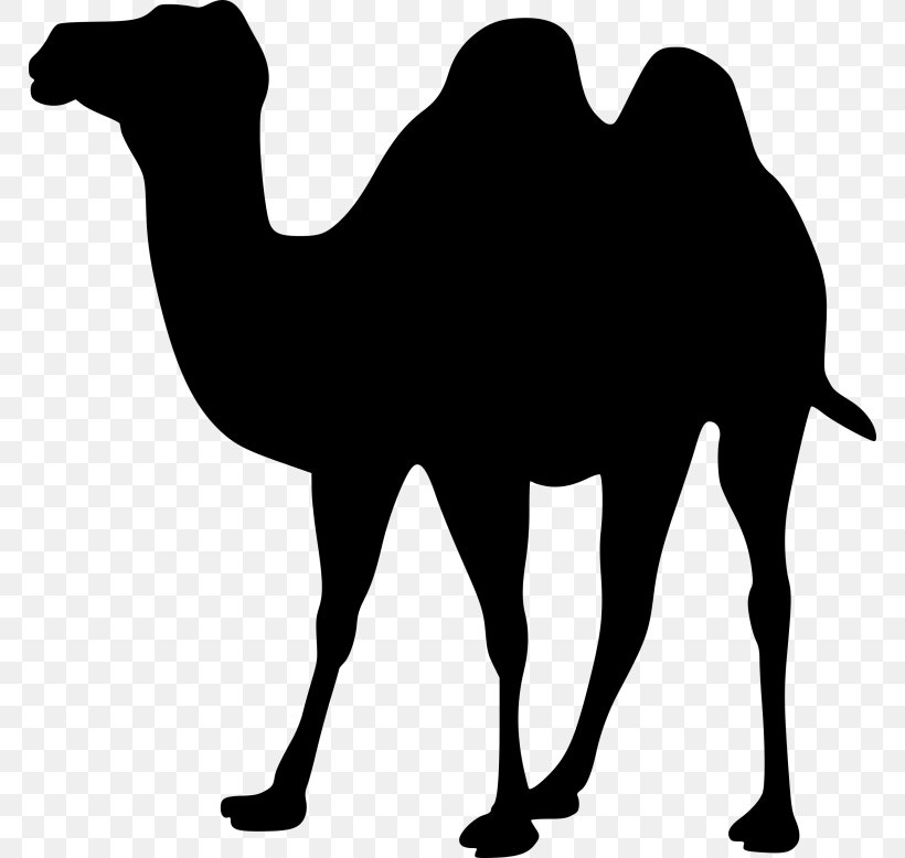 Dromedary Bactrian Camel Clip Art, PNG, 768x778px, Dromedary, Arabian Camel, Bactrian Camel, Black And White, Camel Download Free