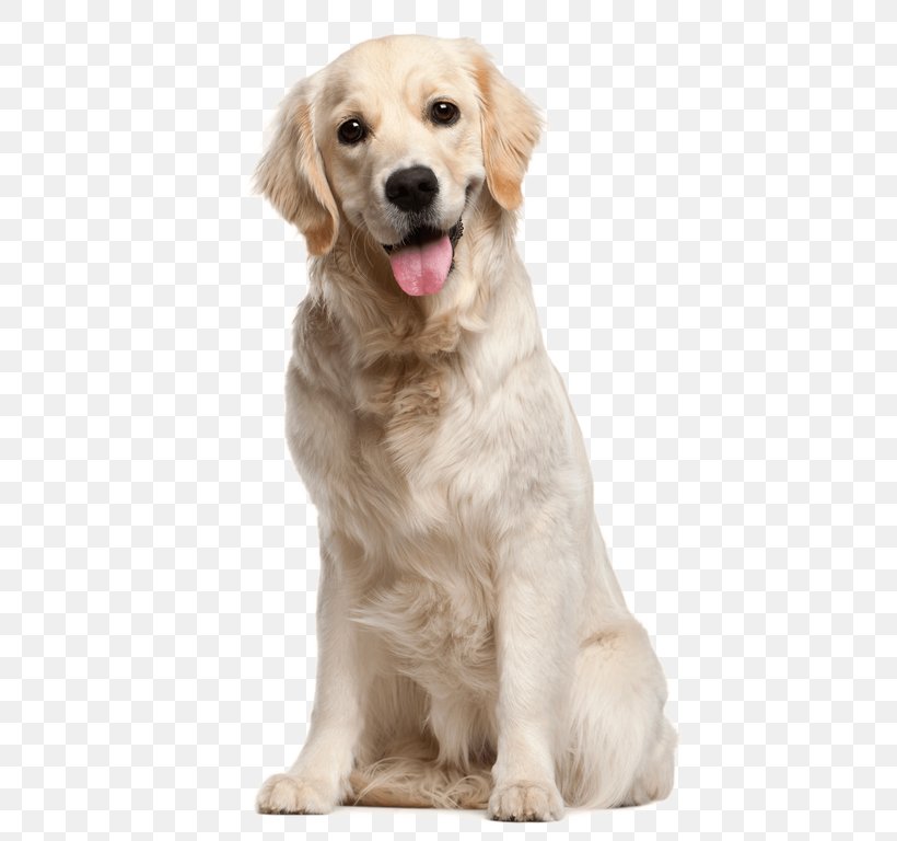 Golden Retriever Puppy Labrador Retriever Dog Breed, PNG, 506x768px, Golden Retriever, Breed, Breed Group Dog, Carnivoran, Companion Dog Download Free