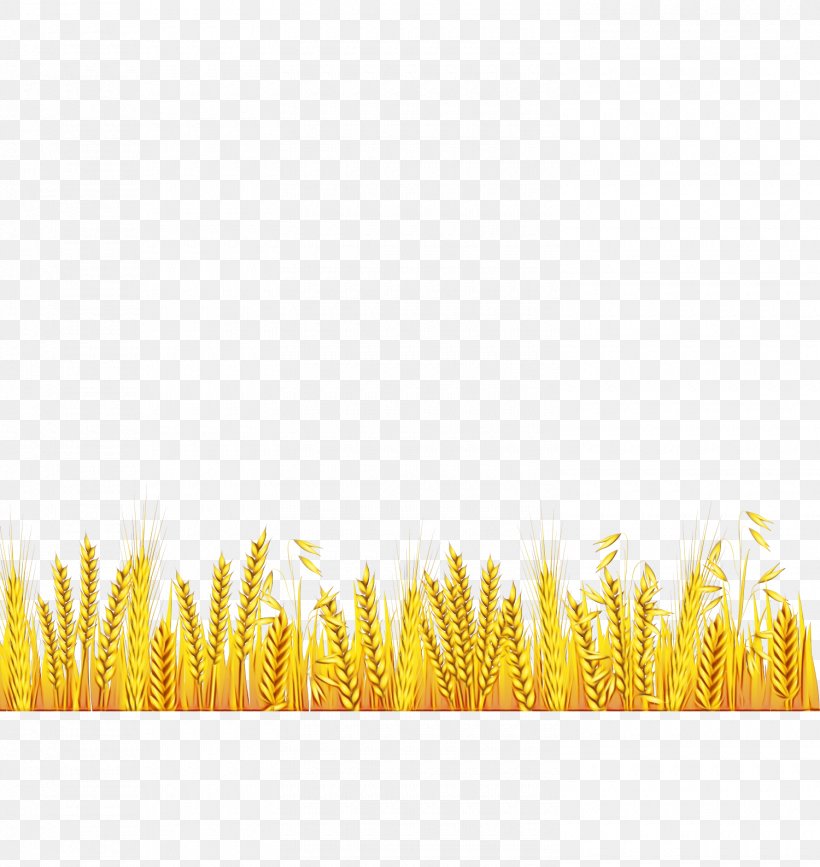 Yellow Grass Family Grass Plant, PNG, 1500x1587px, Watercolor, Grass, Grass Family, Paint, Plant Download Free