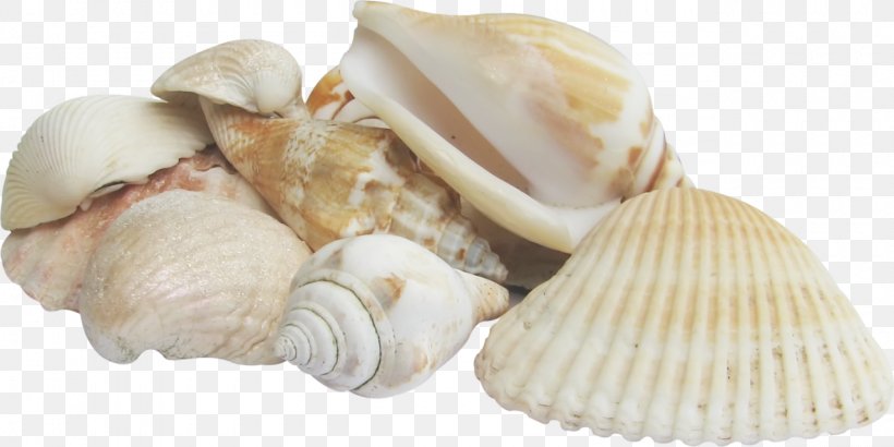 Cockle Conchology Seashell Sea Snail, PNG, 1280x640px, Cockle, Clam, Clams Oysters Mussels And Scallops, Conch, Conchology Download Free