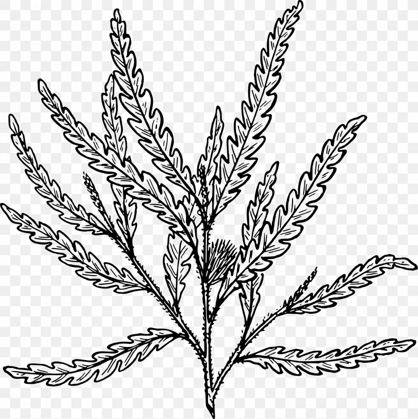 Comptonia Fern Frond Blechnum Spicant Clip Art, PNG, 2397x2400px, Comptonia, Black And White, Branch, Commodity, Drawing Download Free
