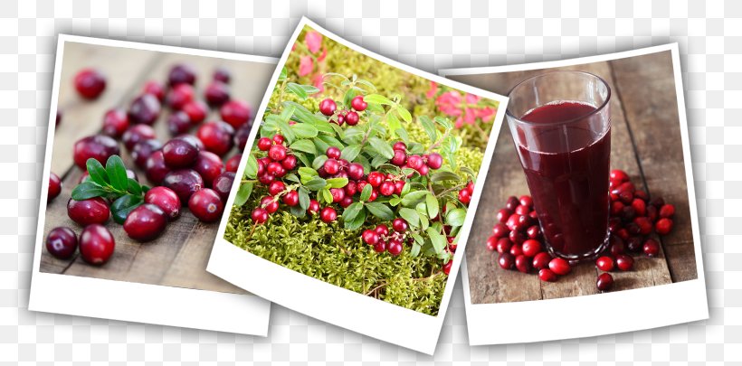 Cranberry Superfood Natural Foods, PNG, 800x405px, Cranberry, Auglis, Berry, Common Crane, Food Download Free