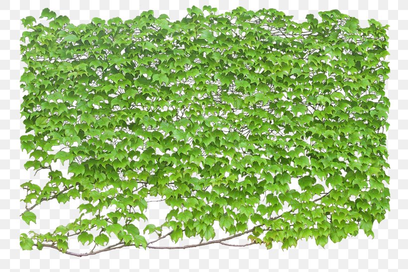 Vine Ivy Plant Shrub, PNG, 800x546px, Vine, Climbing, Climbing Wall, Garden, Grass Download Free