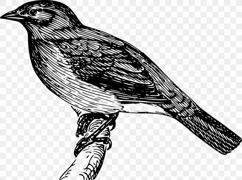 Bird Bulbul Royalty-free Clip Art, PNG, 1920x1434px, Bird, Beak, Bird Of Prey, Black And White, Bulbul Download Free