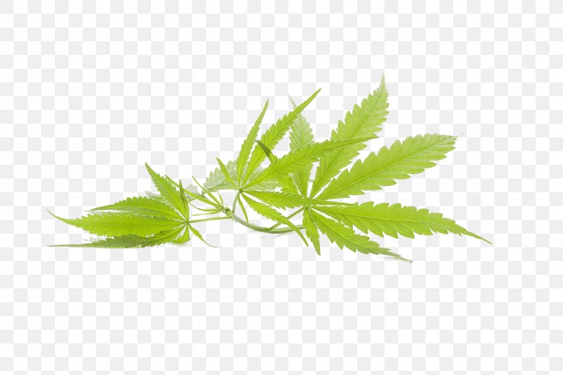 Cannabis Marijuana Leaf, PNG, 1024x683px, Cannabis, Bud, Cannabidiol, Grass, Green Download Free