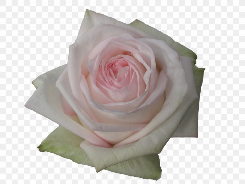 Garden Roses Flower Floristry, PNG, 3401x2551px, Rose, Bud, Cut Flowers, David Ch Austin, English Landscape Garden Download Free
