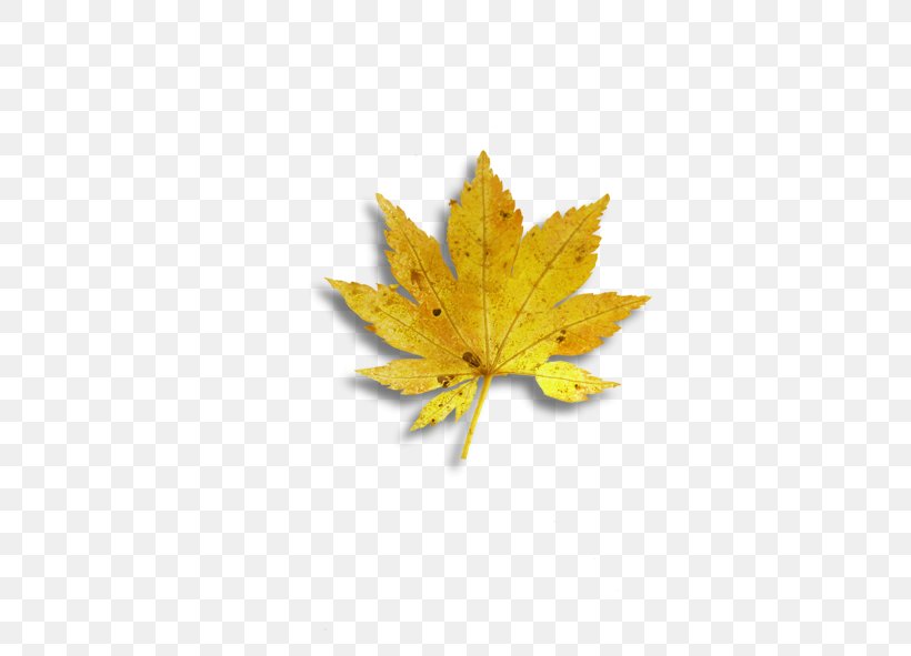 Maple Leaf Yellow, PNG, 591x591px, Maple Leaf, Chart, Data Compression, Leaf, Maple Download Free