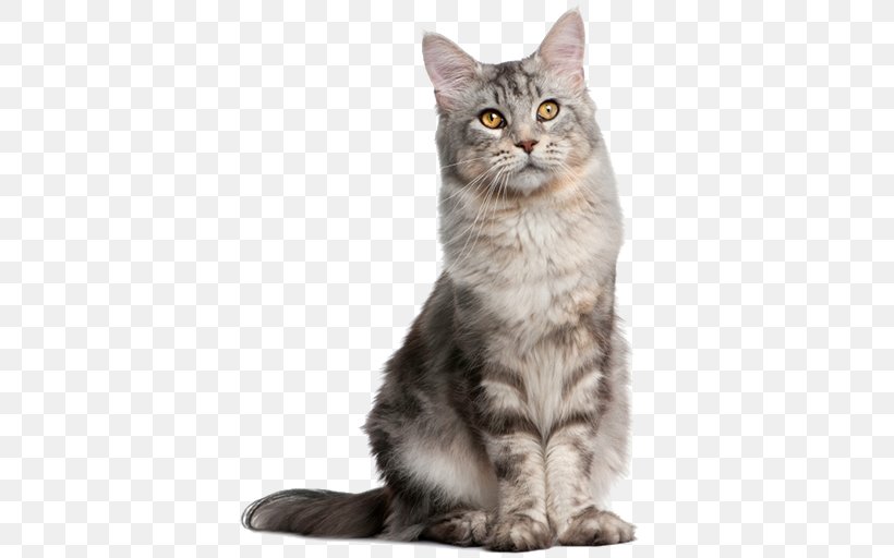Pet Sitting Dog Norwegian Forest Cat Breed, PNG, 512x512px, Pet Sitting, American Shorthair, American Wirehair, Asian, Asian Semi Longhair Download Free
