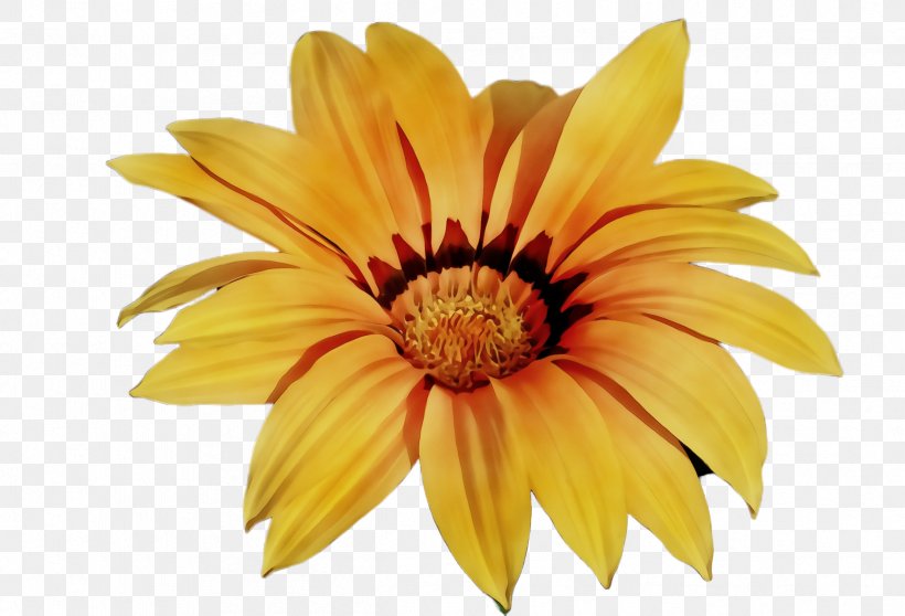 Petal Flower Yellow Gazania Plant, PNG, 2424x1652px, Watercolor, African Daisy, Closeup, Daisy Family, Flower Download Free