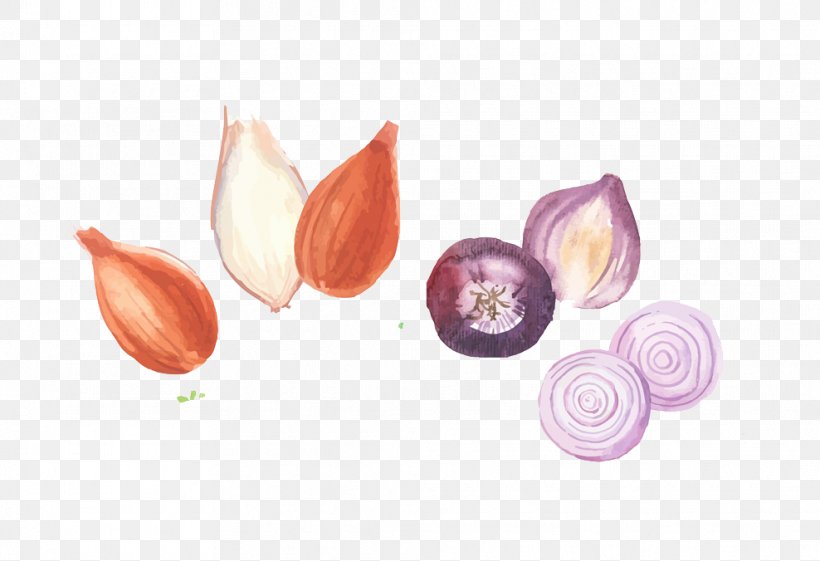 Shallot Leek Scallion Vegetable, PNG, 988x676px, Shallot, Bulb, Drawing, Flower, Garlic Download Free