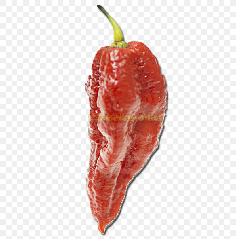 Chili Pepper Infinity Chili Trinidad Moruga Scorpion Trinidad Scorpion Butch T Pepper Naga Morich, PNG, 360x830px, Watercolor, Cartoon, Flower, Frame, Heart Download Free