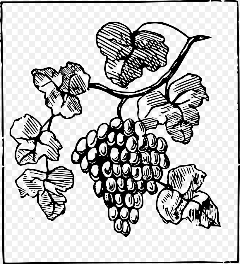 Common Grape Vine Clip Art, PNG, 820x900px, Common Grape Vine, Art, Black And White, Drawing, Flora Download Free