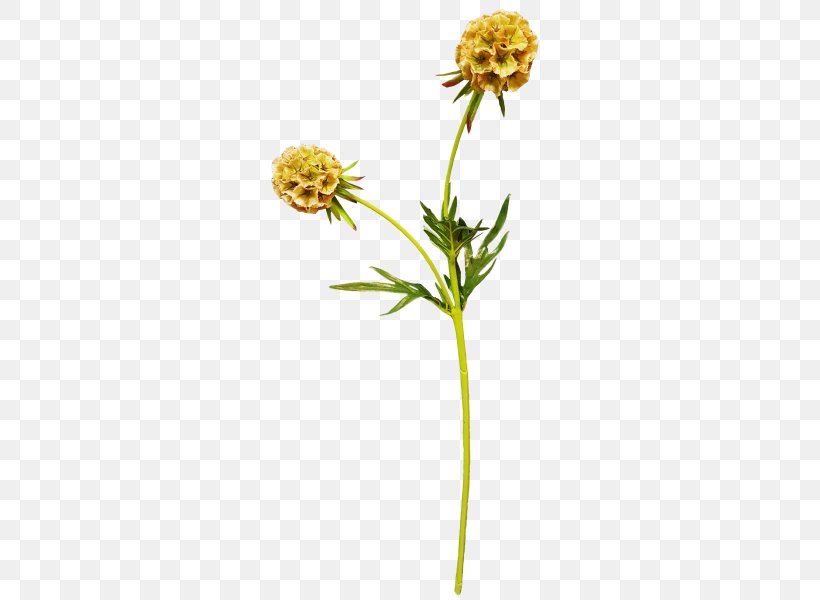 Daisy Family Plant Stem Common Daisy, PNG, 800x600px, Daisy Family, Common Daisy, Family, Flora, Flower Download Free