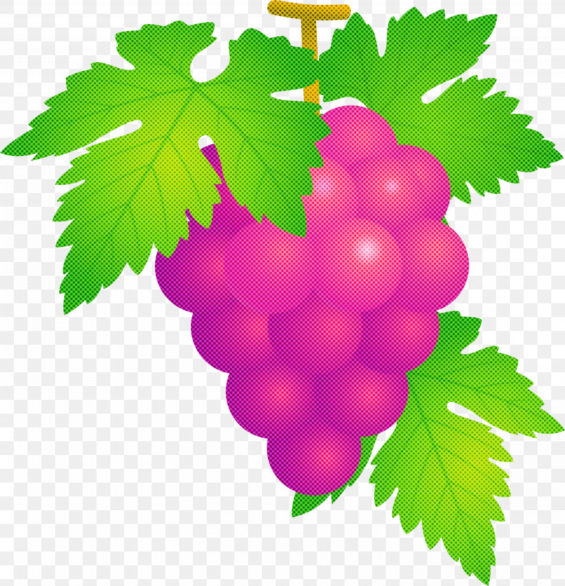 Grape Grapes Fruit, PNG, 2892x3000px, Grape, Currant, Flower, Fruit, Grape Leaves Download Free