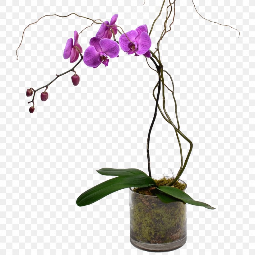 Moth Orchids Cut Flowers Plant Stem, PNG, 1024x1024px, Orchids, Artificial Flower, Branch, Bulb, Cut Flowers Download Free