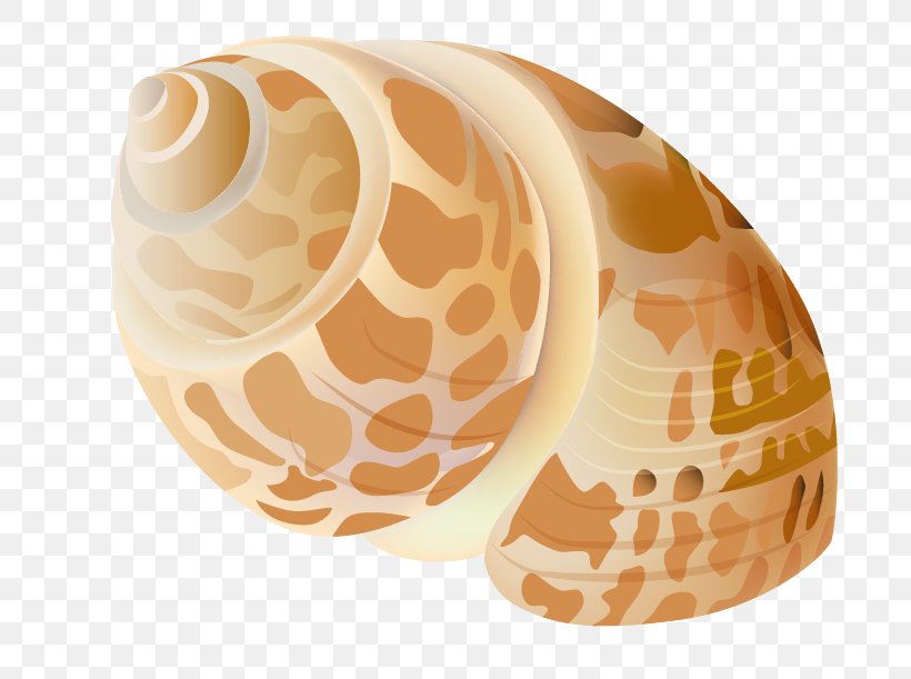 Seashell Clip Art, PNG, 744x611px, Cockle, Nautilida, Orange, Peach, Product Design Download Free