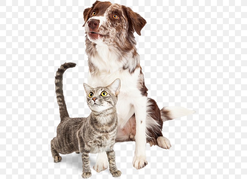 Whiskers Dog–cat Relationship Border Collie Pet Sitting, PNG, 487x595px, Whiskers, Border Collie, Cat, Cat Like Mammal, Companion Dog Download Free