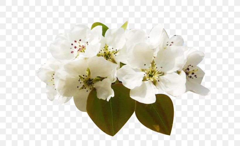 Floral Design Petal Flower Peach Blossom, PNG, 650x500px, Floral Design, Blossom, Branch, Cherry Blossom, Cut Flowers Download Free