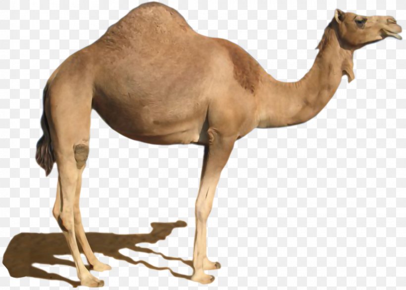 Camel Clip Art, PNG, 1860x1332px, Dromedary, Arabian Camel, Bactrian Camel, Camel, Camel Like Mammal Download Free