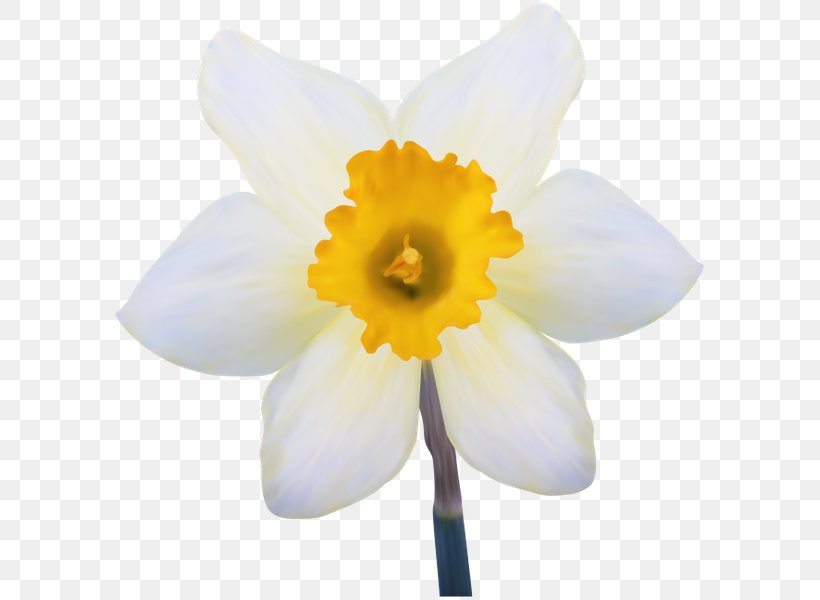 Daffodil Gol Gol Flower Petal White, PNG, 600x600px, Daffodil, Amaryllis Family, Dogrose, Flower, Flowering Plant Download Free