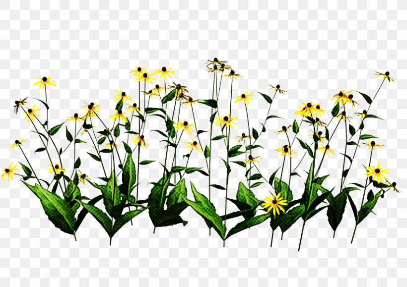 Flower Plant Wildflower Plant Stem Pedicel, PNG, 850x601px, Flower, Grass, Pedicel, Plant, Plant Stem Download Free