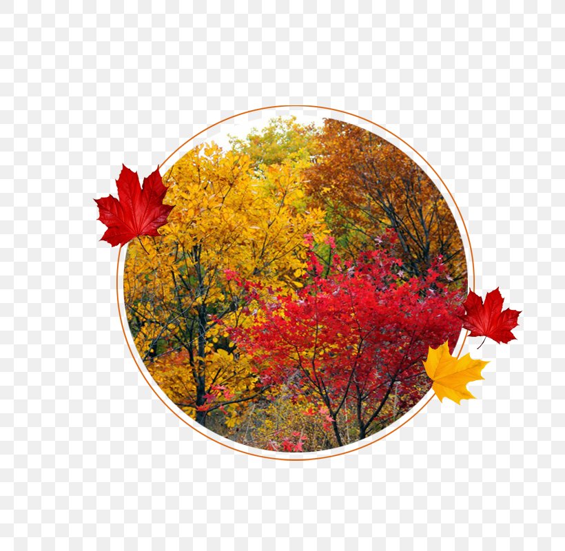 Forbidden City Maple Leaf Autumn, PNG, 800x800px, Forbidden City, Autumn, Beijing, Designer, Flora Download Free