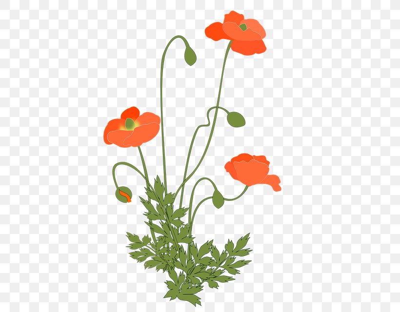 Common Poppy Clip Art Opium Poppy Flowering Plant, PNG, 440x640px, Poppy, Common Poppy, Coquelicot, Flora, Floral Design Download Free