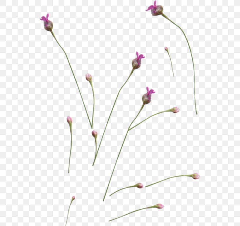 English Lavender Plant Stem Petal French Lavender, PNG, 550x772px, English Lavender, Branch, Bud, Common Sage, Flora Download Free