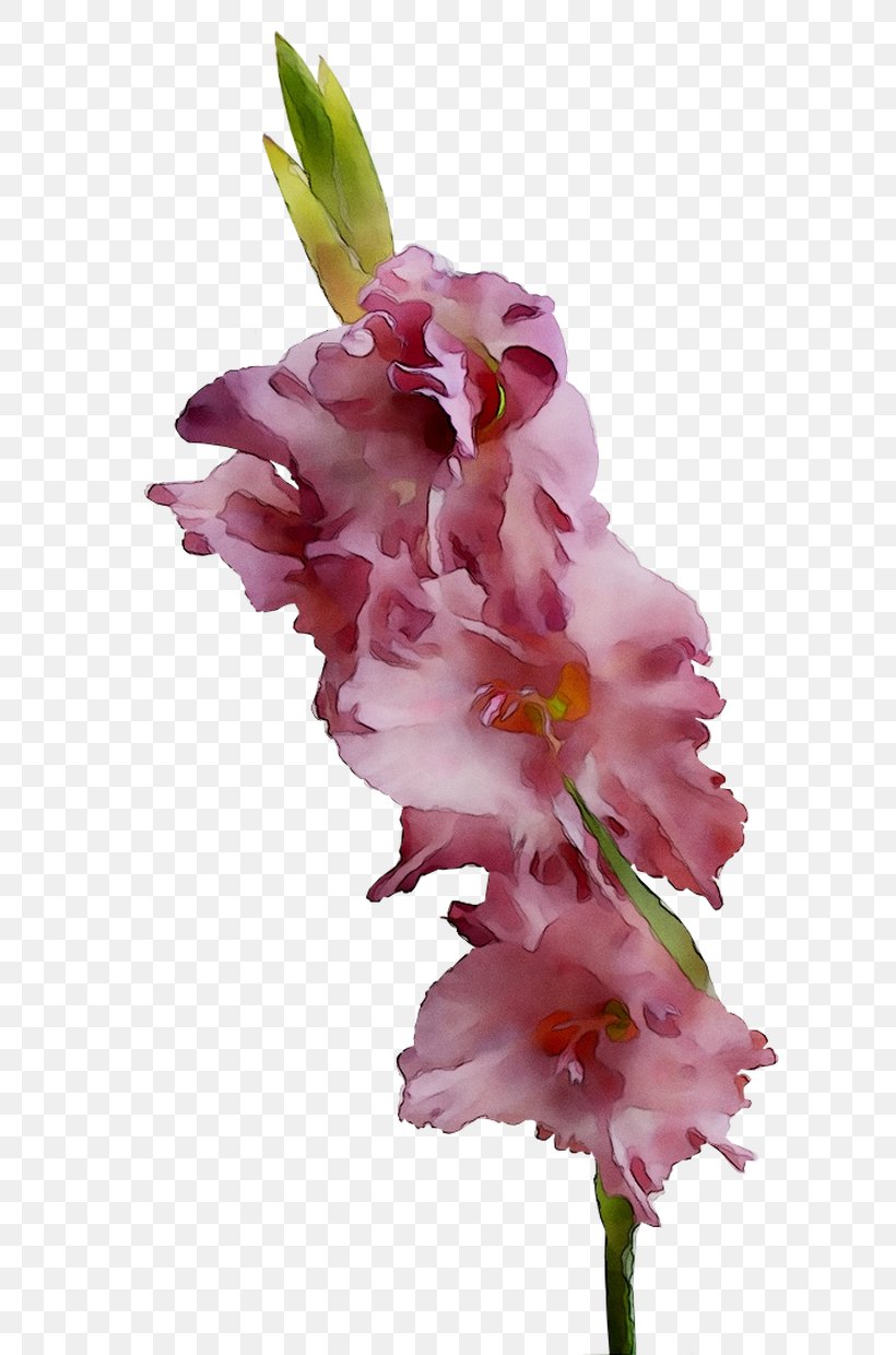 Gladiolus Cut Flowers Pink M RTV Pink, PNG, 650x1240px, Gladiolus, Cut Flowers, Dendrobium, Flower, Flowering Plant Download Free