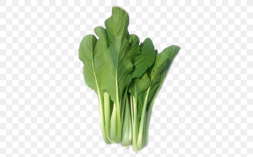 Green Leaf Background, PNG, 510x510px, Choy Sum, Arugula, Bok Choi, Cabbage, Celtuce Download Free